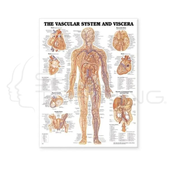 Lámina del sistema vascular y vísceras CA1 - Imagen 1