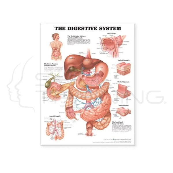 Lámina del sistema digestivo - Imagen 1