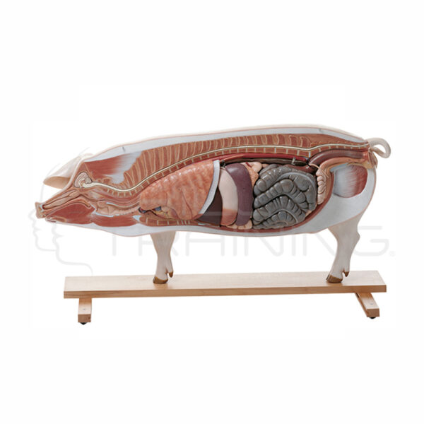 Modelo de Cerdo Reproductor (pra) - Imagen 1