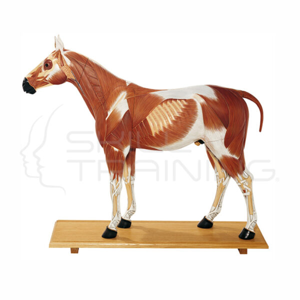 Modelo de Caballo - Imagen 1