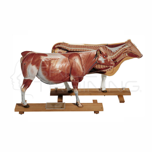 Modelo de Vaca - Imagen 1