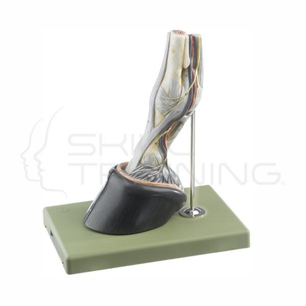 Modelo de Pezuña de Caballo de 7 Partes - Tamaño Natural - Imagen 1