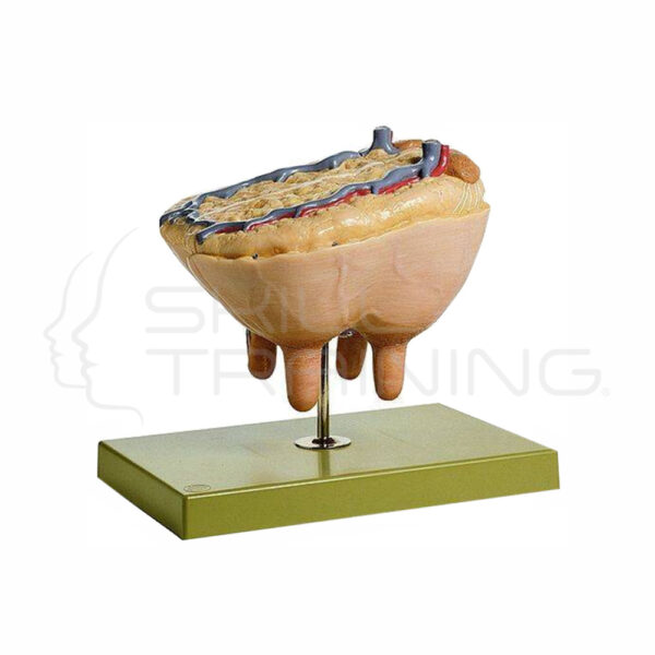 Modelo de Ubre de Vaca - Imagen 1