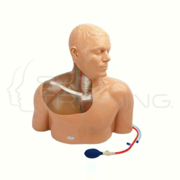Modelo de línea central de ultrasonido Gen II transparente - Imagen 1