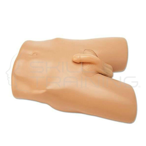 Modelo de entrenamiento de ultrasonido escrotal - Imagen 1