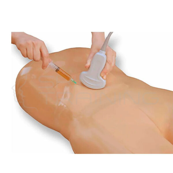 Modelo de Entrenamiento de Ultrasonido Paracentesis (sin Nervios y Vasos) - Imagen 1