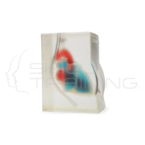 Cardiac Ultrasound Training Model (transparente) - Imagen 1
