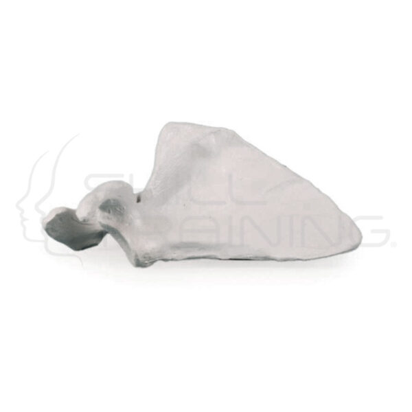Escápula (omóplato) - Imagen 1