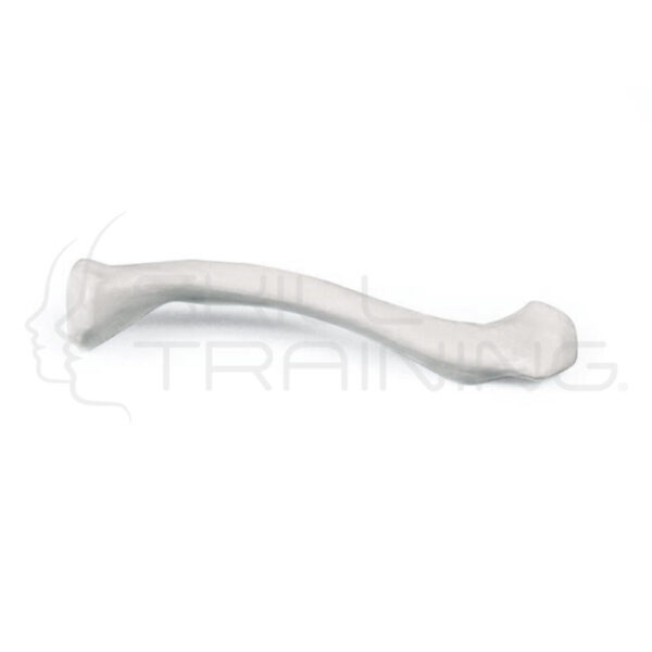Clavícula (hueso del collar) - Imagen 1