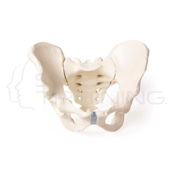 Pelvis masculina con sacro - Imagen 1