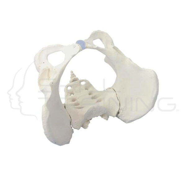 Pelvis femenina con sacro - Imagen 1