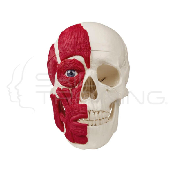 Cráneo con musculatura - Imagen 1