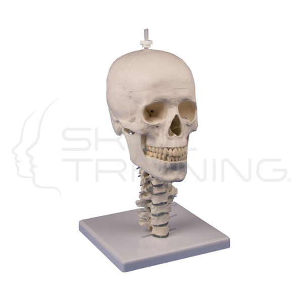 Soporte de cráneo columna cervical - Imagen 1