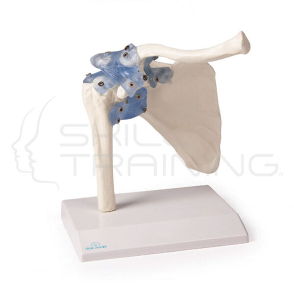 Articulación del hombro - Imagen 1