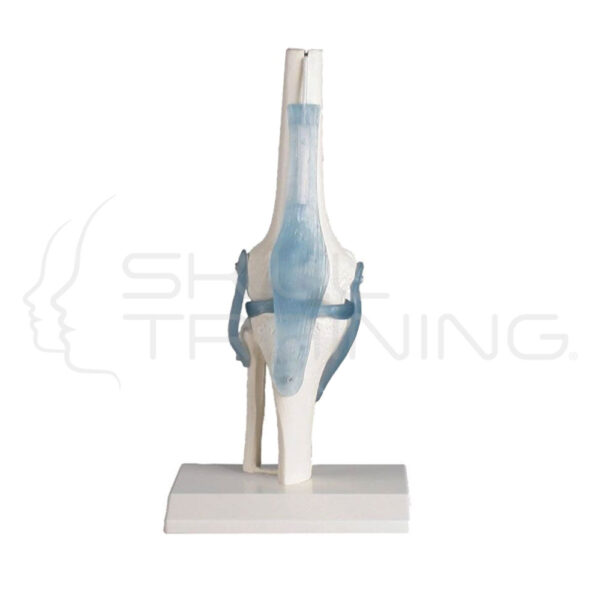 Articulación de rodilla - Imagen 1