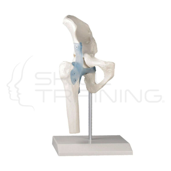 Articulación de cadera con ligamentos en soporte - Imagen 1