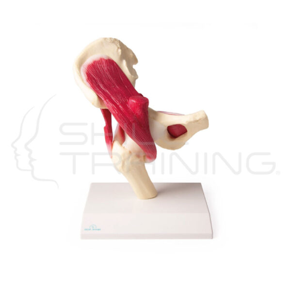 Articulación de cadera - Imagen 1