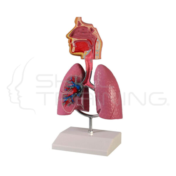 Sistema respiratorio - Imagen 1