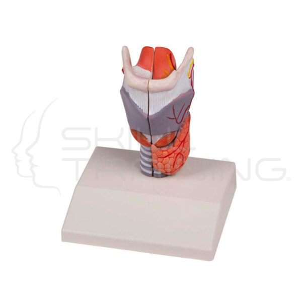 Modelo de laringe - Imagen 1