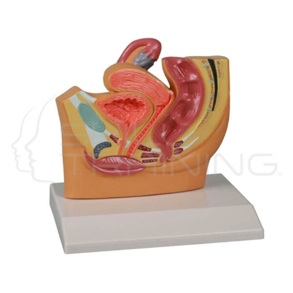 Sección de pelvis femenina - Imagen 1