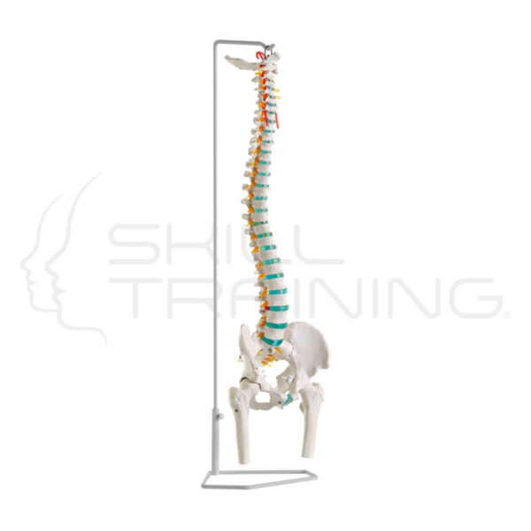 Columna vertebral flexible - Imagen 1