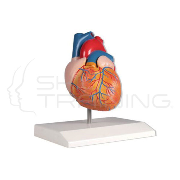 Modelo de corazón - Imagen 1