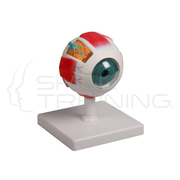 Modelo de ojo - Imagen 1