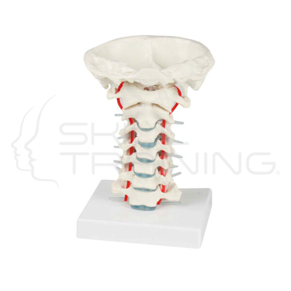 Columna vertebral cervical con soporte - Imagen 1
