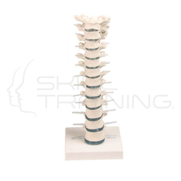 Columna vertebral torácica con soporte - Imagen 1