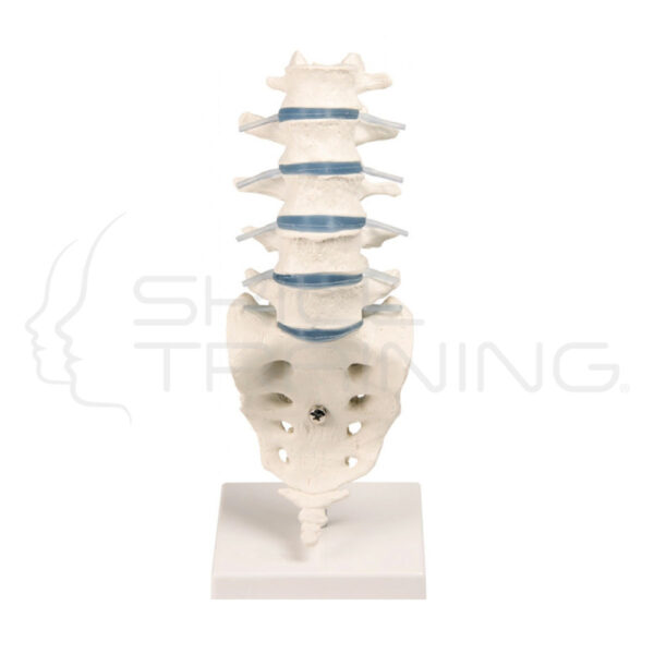 Columna vertebral lumbar con soporte - Imagen 1