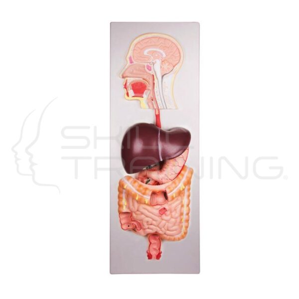 Sistema digestivo humano - Imagen 1