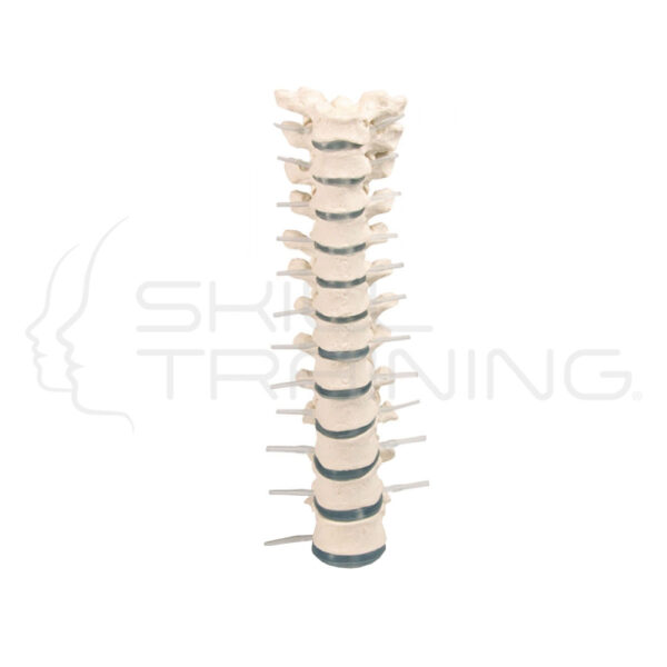 Columna vertebral torácica - Imagen 1