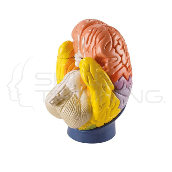 Cerebro regional - Imagen 1