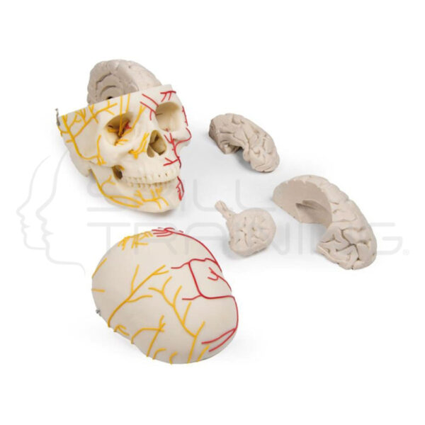 Cráneo neurovascular con cerebro - Imagen 1