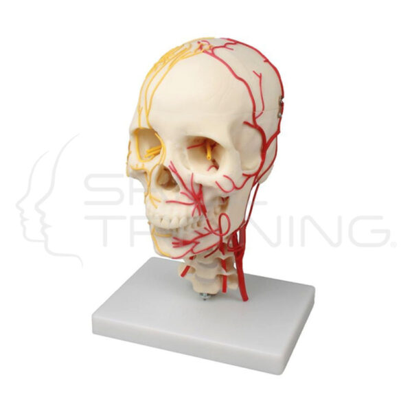 Cráneo neurovascular - Imagen 1