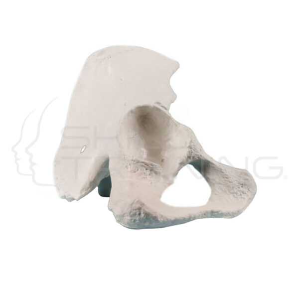 Media pelvis - Imagen 1