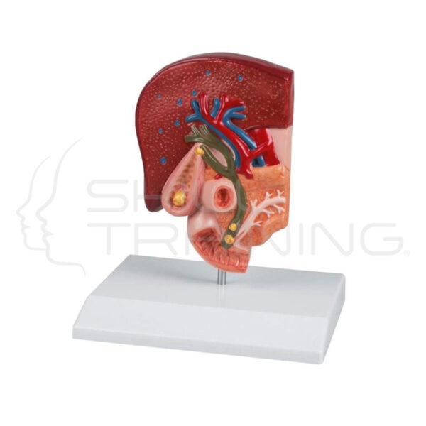 Modelo vesícula biliar - Imagen 1