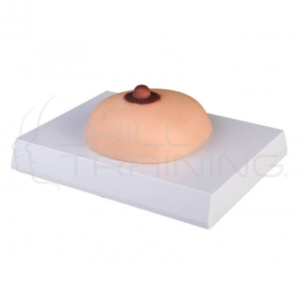 Modelo de palpación de cáncer de mama - Imagen 1