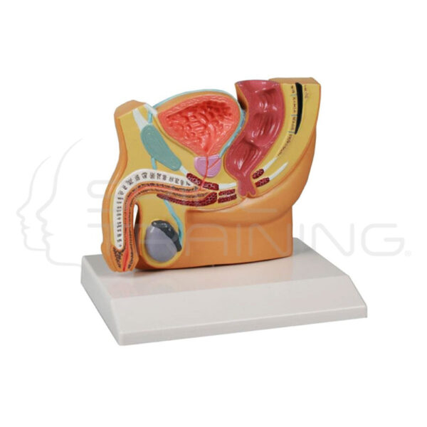 Sección de pelvis masculina - Imagen 1
