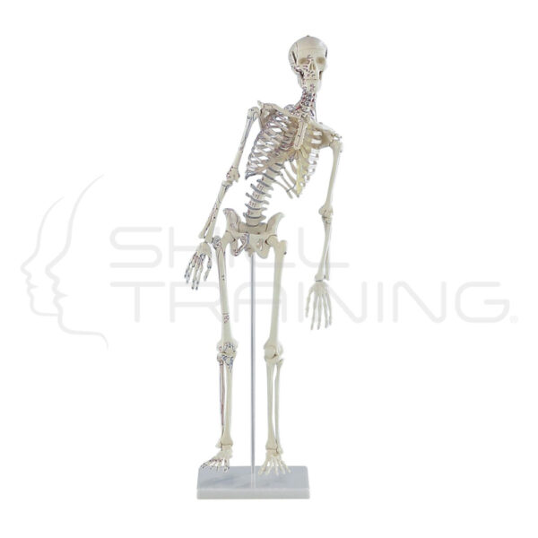 Esqueleto en miniatura Fred con columna móvil - Imagen 1