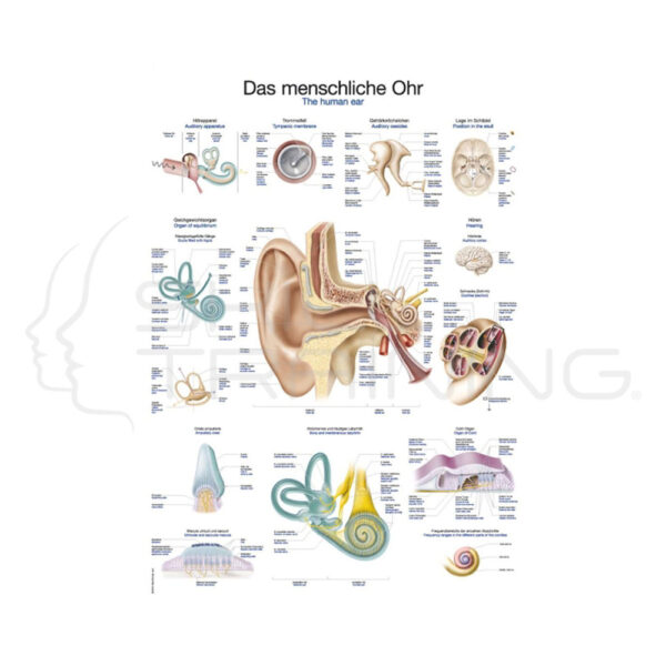 Lámina el oído humano - Imagen 1