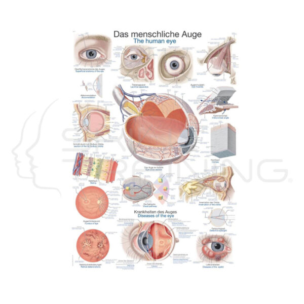 Lámina los ojos humanos - Imagen 1