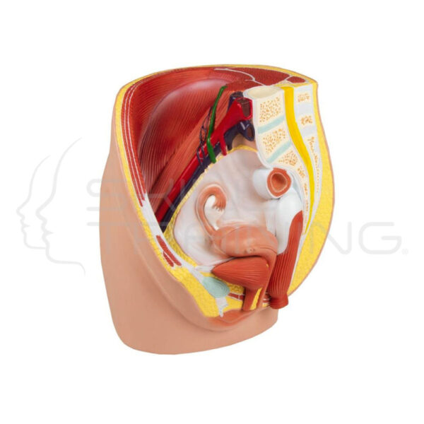 Female Pelvis, Life Size, 3-Parts - Imagen 1