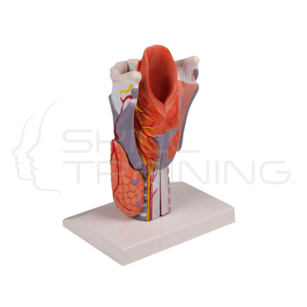 Larynx Model, 2 Times Enlarged, 5-Part - Imagen 1