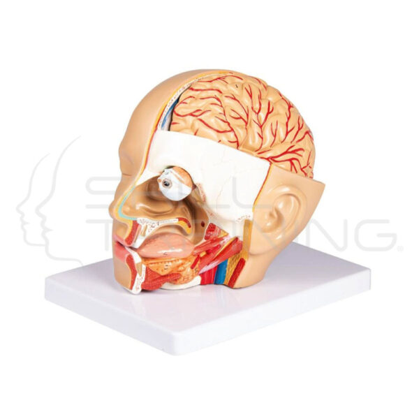 Head Model, 4 Parts - Imagen 1