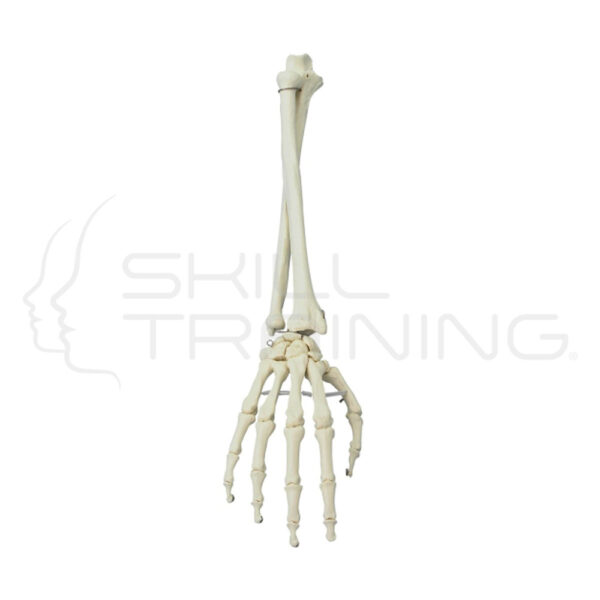 Hand with Lower Arm - Imagen 1