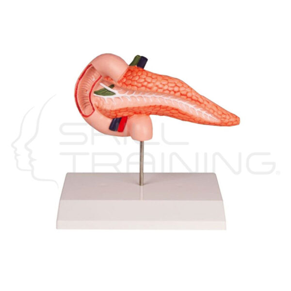 Pancreas and Duodenum - Imagen 1