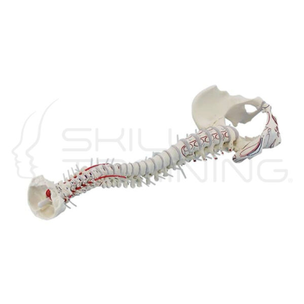 Vertebral Column with Pelvis - Imagen 1