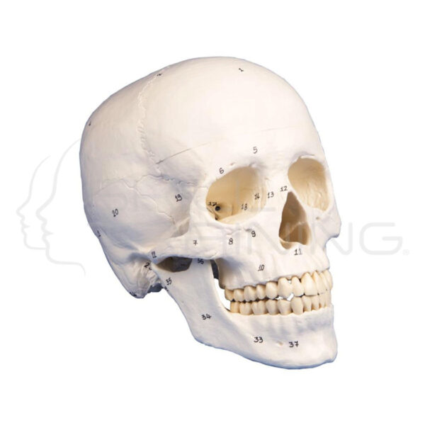 Skull Model, 3-Parts, Numbered - Imagen 1