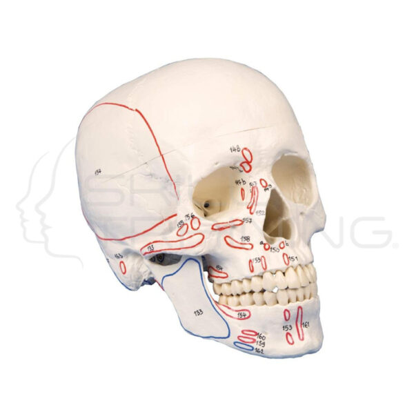 Skull Model, 3-Parts, with Muscle Marking - Imagen 1